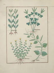 Filipendula oben, Fistularia und Faseolus unten, Illustration aus Das Buch der einfachen Heilmittel von Mattheaus Platearius